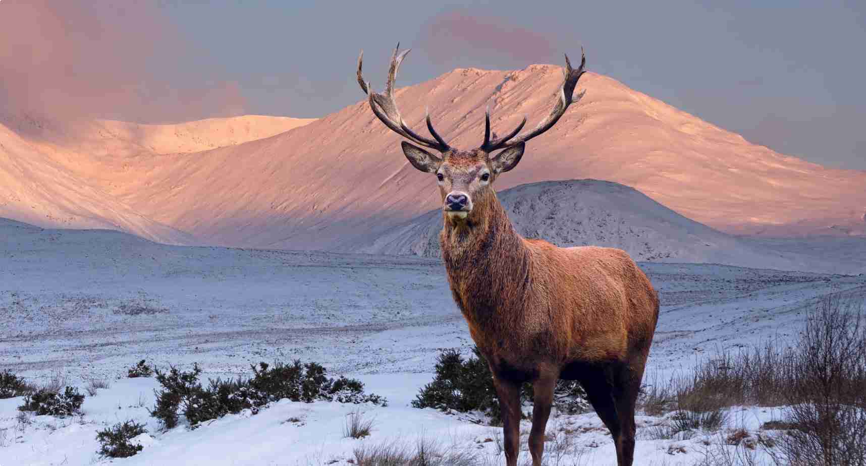 London Whisky Broker Image